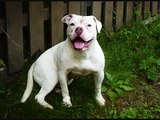 AMERICAN BULLDOG(SCOTT)