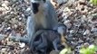 Vervet monkeys Jan 2011