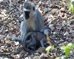 Vervet monkeys Jan 2011