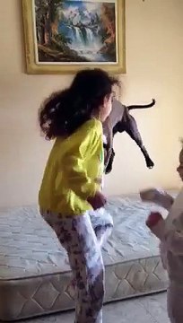 Un pitbull s'amuse à sauter sur un matelas avec 2 petites fille