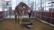 Raw: Dallas Zoo Welcomes Baby Male Giraffe