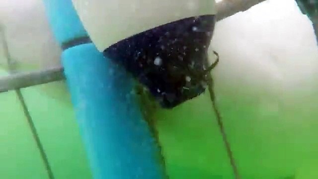 Best Shark Attack Video - gigantic Great White Shark in South Africa while Cage Diving