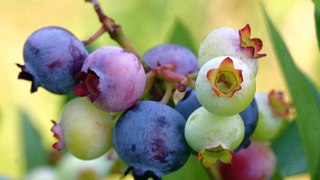 Top 10 Best Antioxidants Rich Fruits in the World