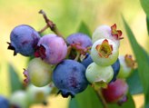 Top 10 Best Antioxidants Rich Fruits in the World