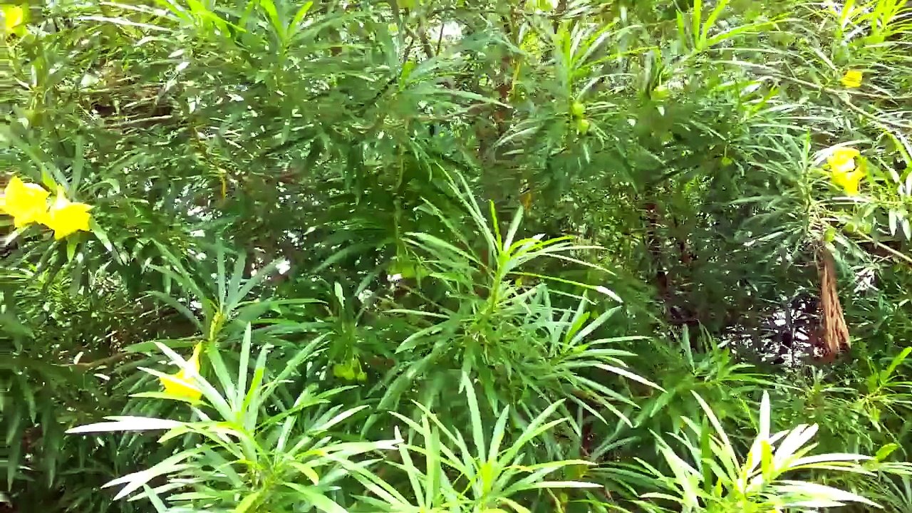 yellow arali flower tree(Nerium oleander)