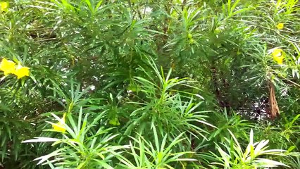 yellow arali flower tree(Nerium oleander)