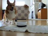 La danse des croquettes par un chien qui a visiblement faim !