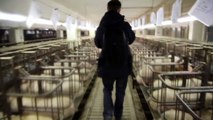 Deutsches Tierschutzbüro deckt auf: Tierquälerei im Schweinehochhaus