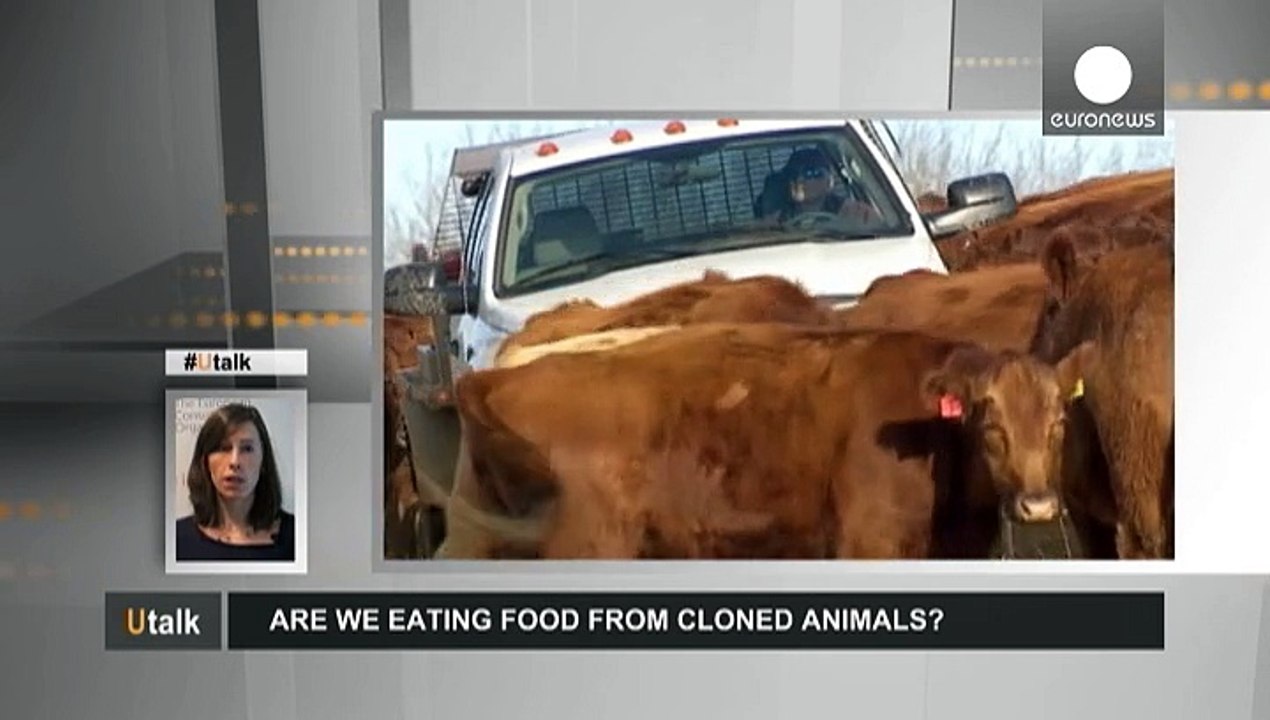 Food from animal clones: what Europeans citizens need to know
