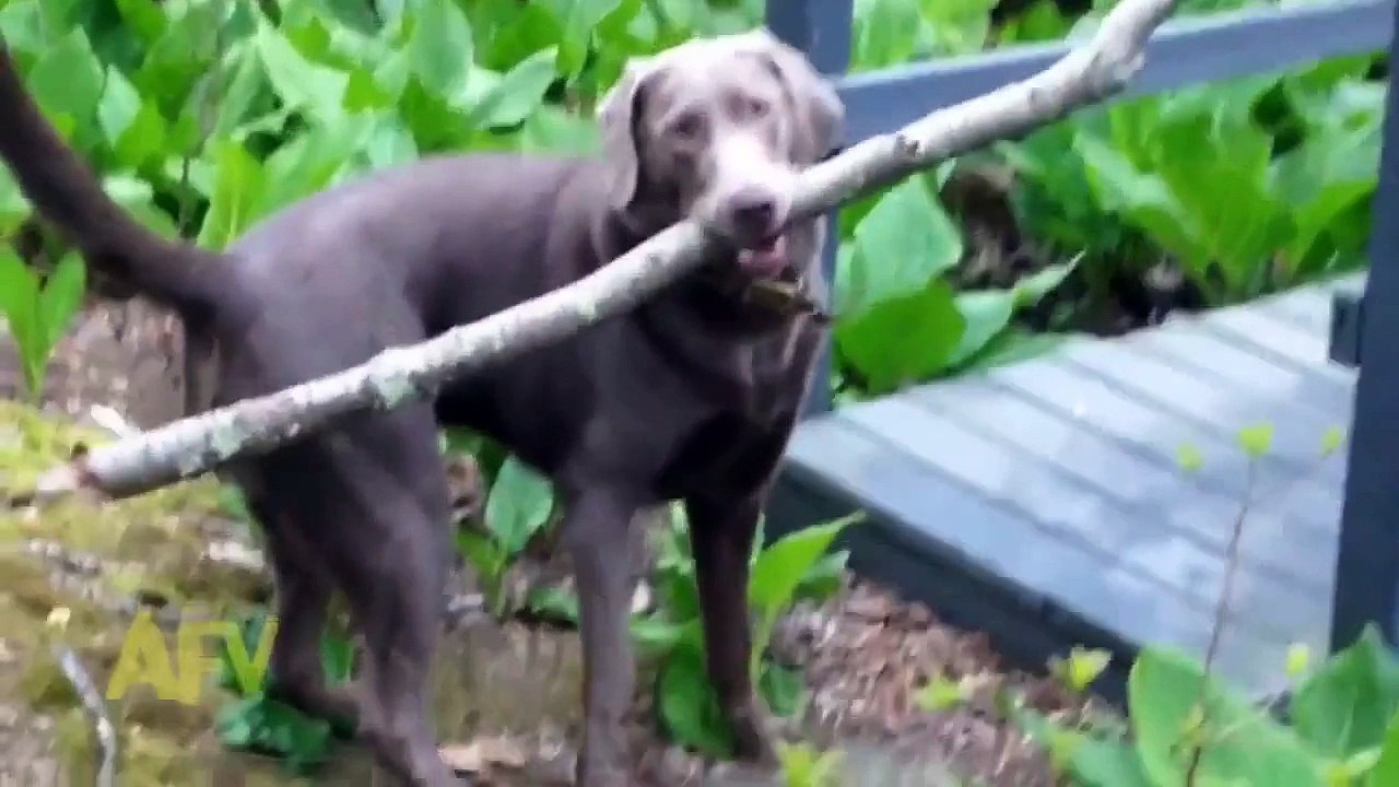 Funny Animal Videos   funny video clips   funniest videos   humor videos