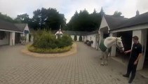 Garda Horse is exercised by Dog