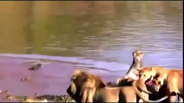 Animal Planet | Discovery Channel | Wild Life Documentary 2015 | National Geographic Wildlife #19