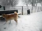 perro de raza - Akita Inu -  2 perros en la nieve jugando