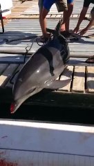 Dolphin released after jumping into small family boat