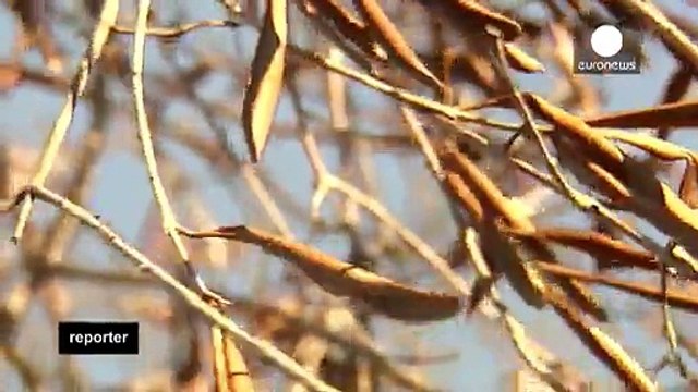 Puglia: una lotta estenuante contro il killer degli ulivi