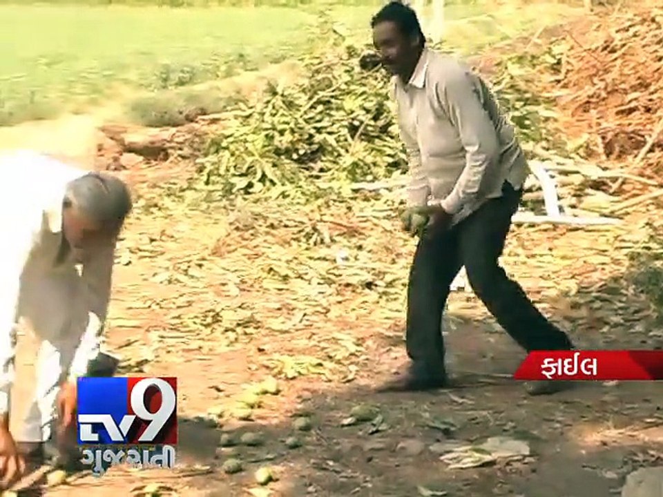 Unseasonal Rain Woes: Crop-loss survey conducted, yet no compensation to farmers - Tv9 Gujarati