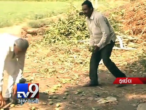 Unseasonal Rain Woes: Crop-loss survey conducted, yet no compensation to farmers - Tv9 Gujarati
