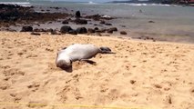 Cute Hawaiian monk seal sleeping and dreaming