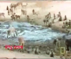 monkey gets head caught inside crocodile