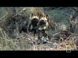 Single Hyena vs African Wild Dogs