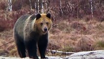 Animals Bear(Russian Bear) vs Dog || Funny bear