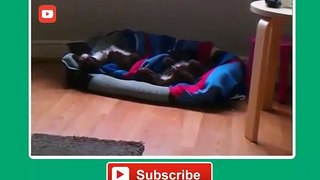 Funny Dogs Dreaming Compilation 2014 2
