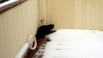 Gatto Nero in mezzo la neve - Primo approccio