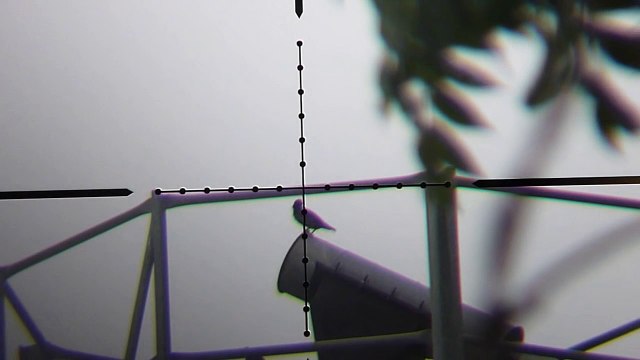 Pest Bird Hunting with Edgun Matador PCP Air Rifle