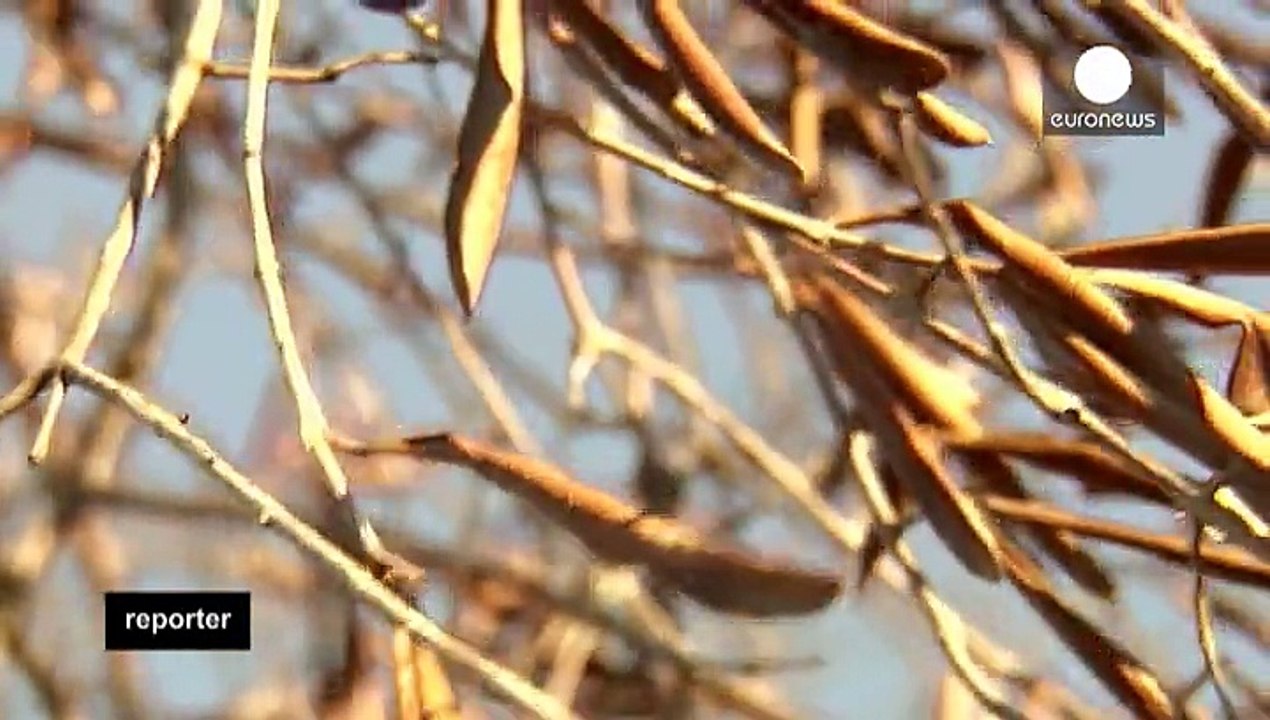 Jagd auf den Olivenbaum-Killer
