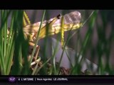 Entomophagie : Manger des insectes comestibles (Toulouse)