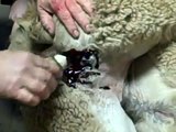 Alpaca Castration