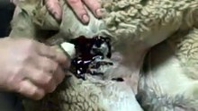 Alpaca Castration