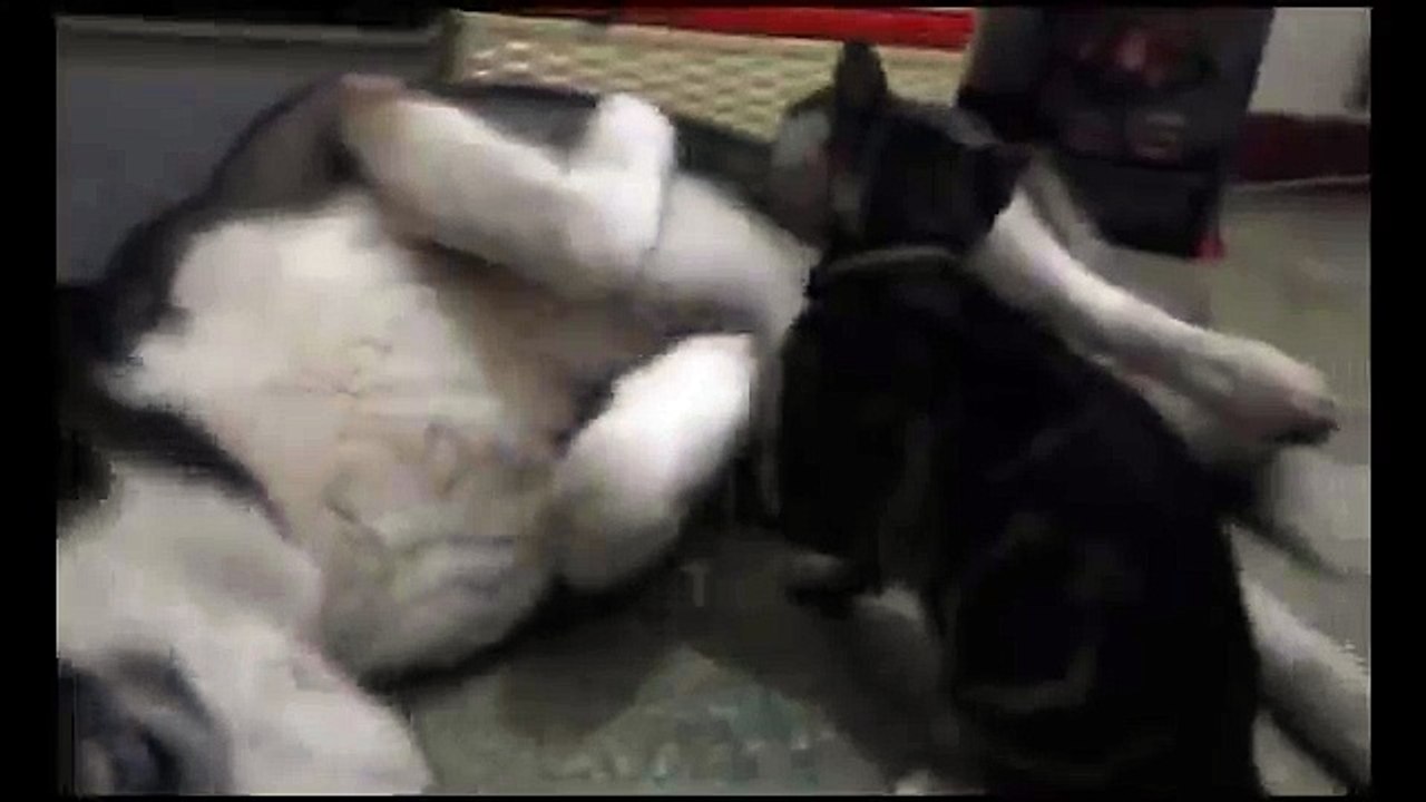 Widget (Cat) Suckling Billy (Dog, Male)