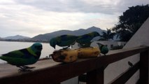 Vídeos by iPhone 4, cotidiano de uma caminhada, julho, 2015, Taubaté, SP, Brasil, (215)