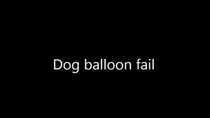 Dog balloon fail video - funny as hell