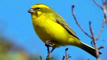 Canary singing ~ Canary Bird song