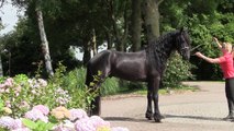 Friesian dressage stallion Hendrik