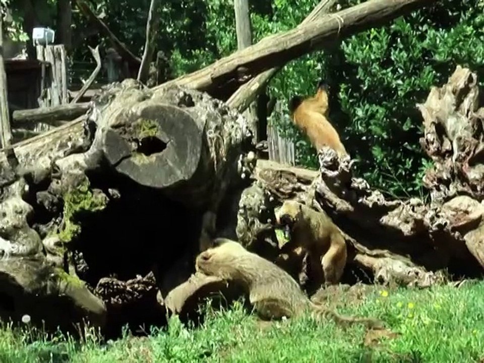 Canicule: dans les zoos, les humains aux petits soins des animaux