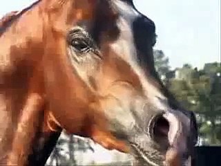 جمال الخيل العربيه