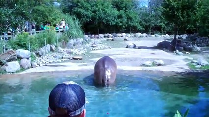 Hippo Poop Blast!!!