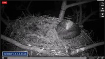 2015 02 27 Berry College Eagles:  Rocky Strikes Again