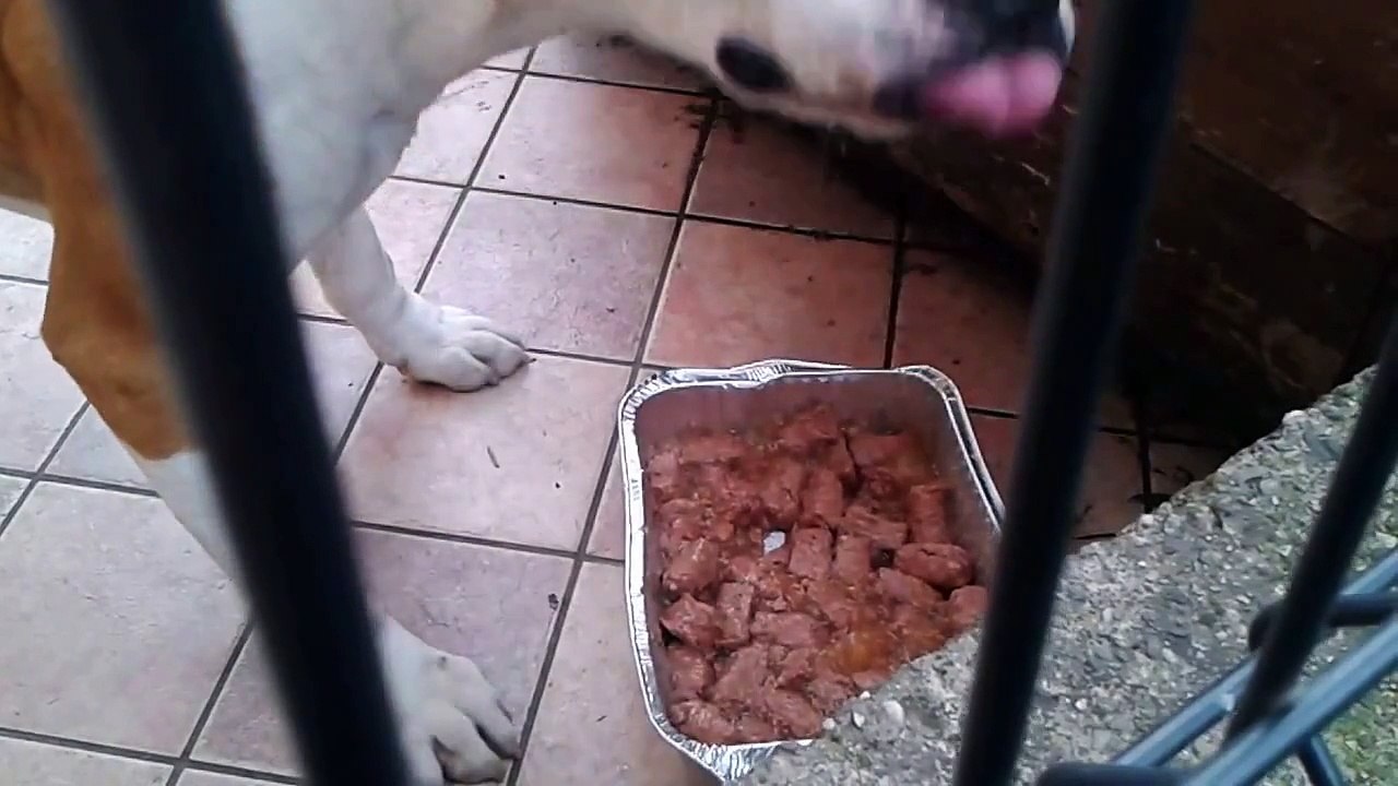Cane Amstaf