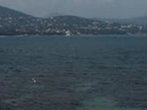 Mouettes en action de pêche St Tropez