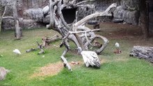 Rare footage of a vulture eating some meat
