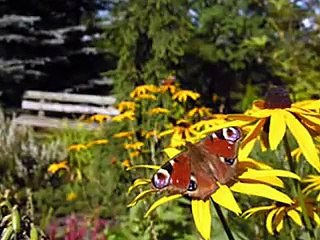 mariposas de mil colores