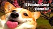Les 10 vidéos de chien corgi les plus fun