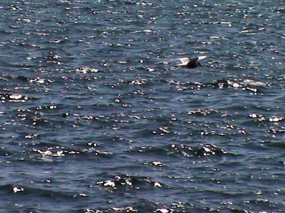 Pêche du 02/07/15 : Un tacaud de 22 cm