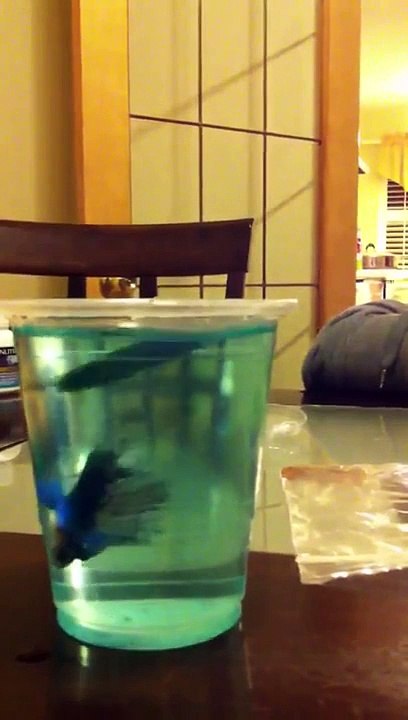 Killing fish