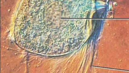 Evolution of Organisms