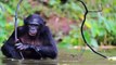 The Animals Voice Presents: Chimpanzees & Bonobos